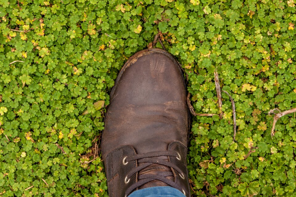Outdoors flora environment