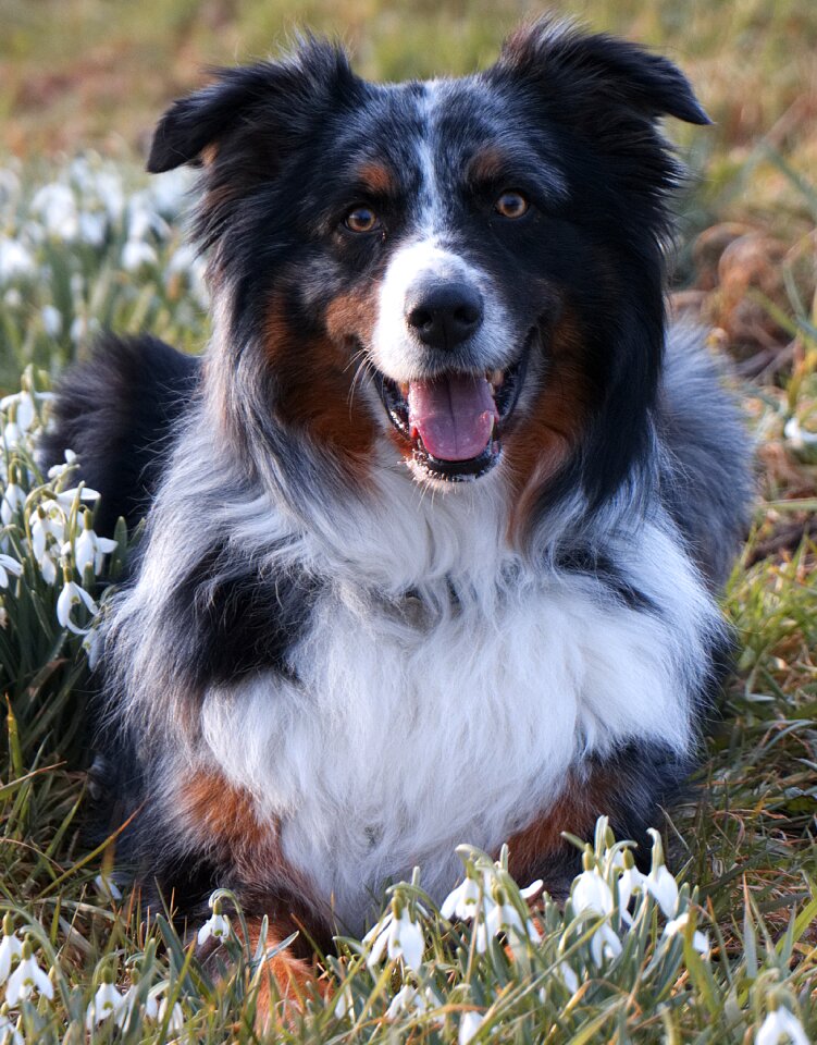 Dog pet Free photos