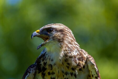 Bird of prey animalia peak photo