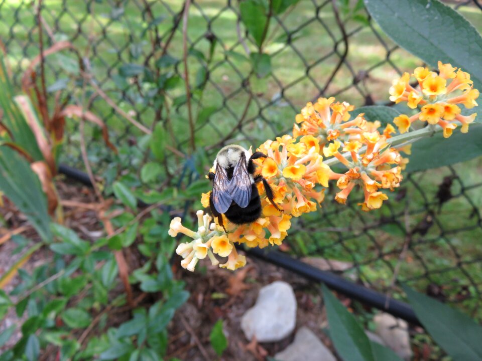 Insect garden green
