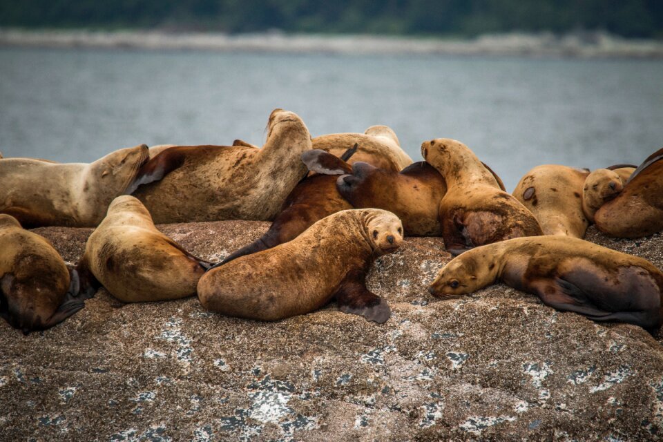 Aquatic animal rocks
