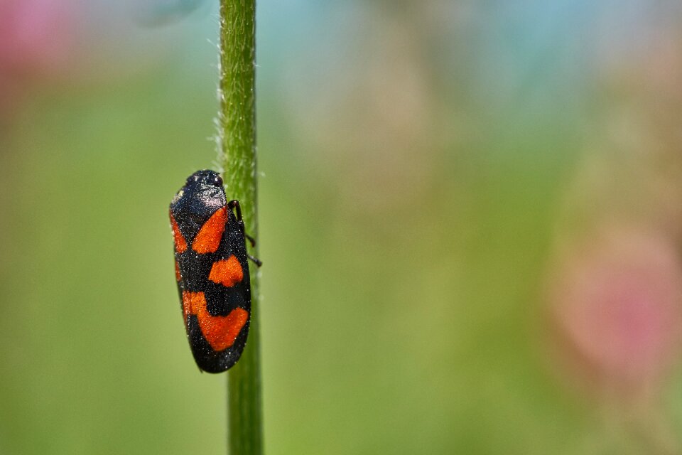 Black macro small photo