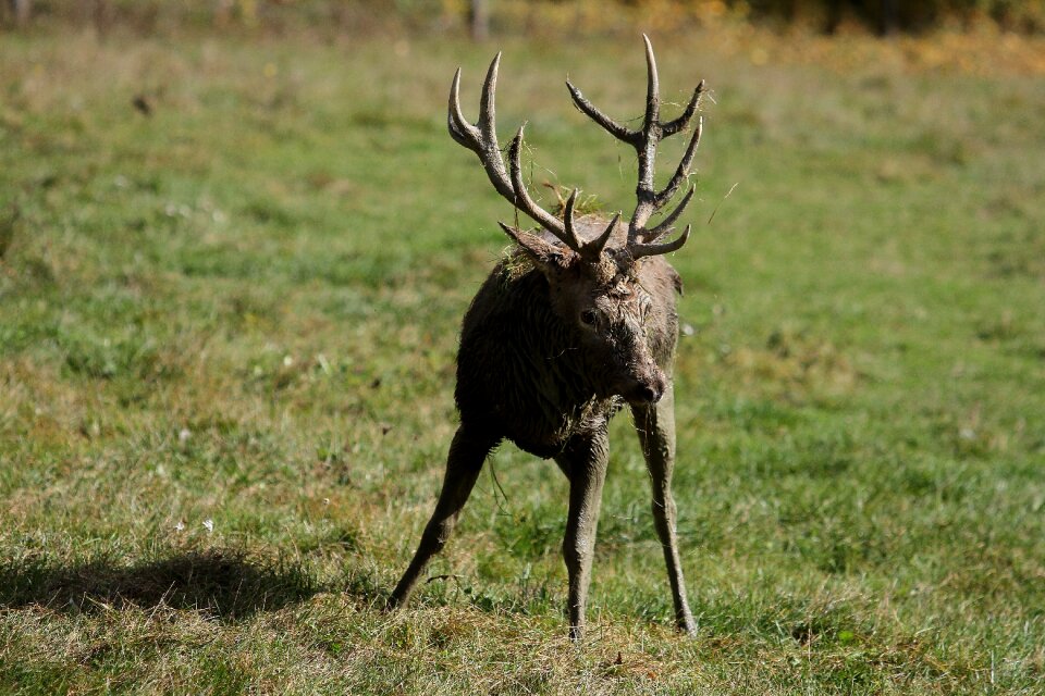 Antler carrier forest wild