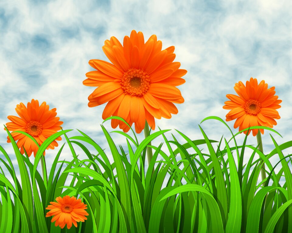 Background margaritas grass