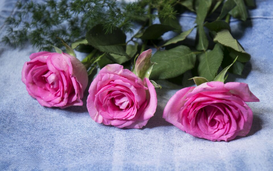 Natural roses Free photos