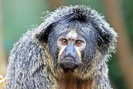 Animal world nature animal