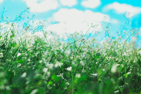 Field bed white photo