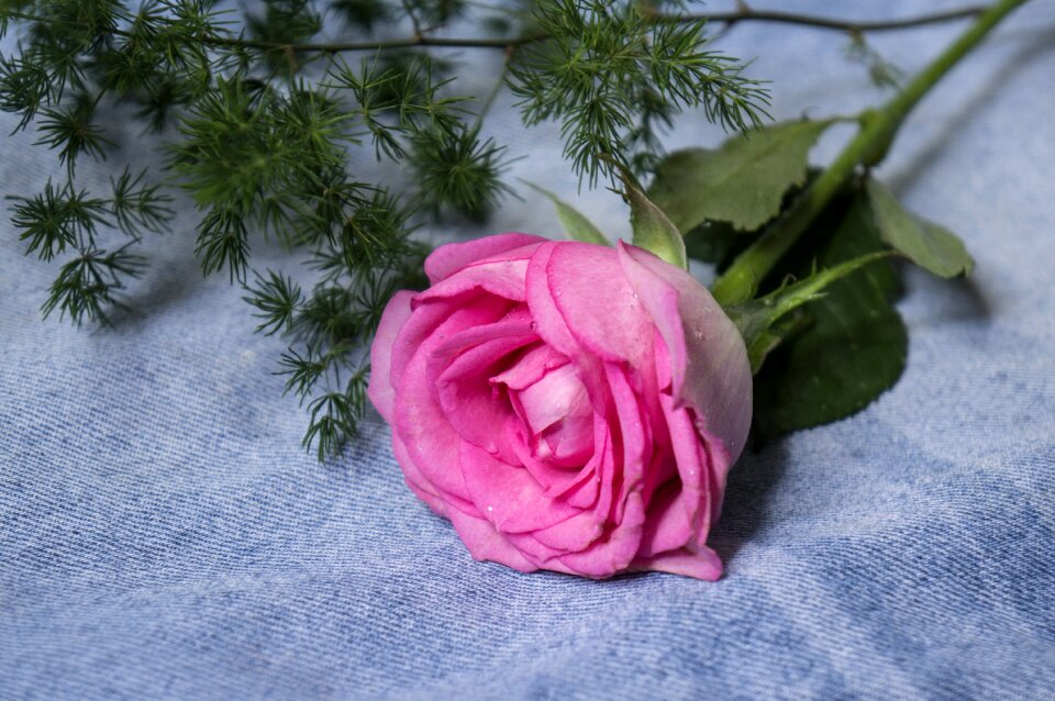 Natural roses Free photos