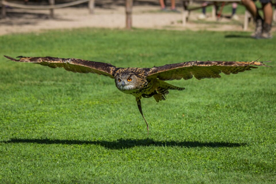 Animalia wild life outdoors