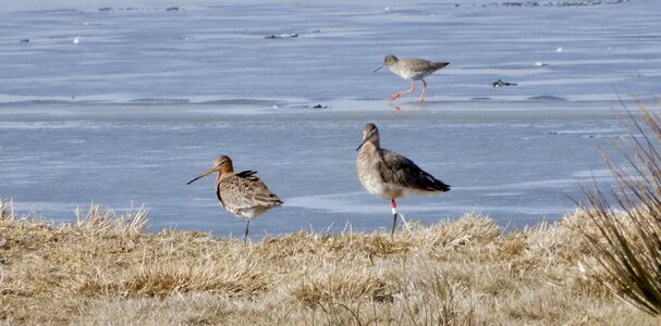 Nature animal kingdom black-tailed godwit
