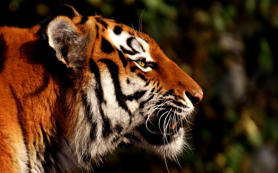 Beautiful dangerous big cat