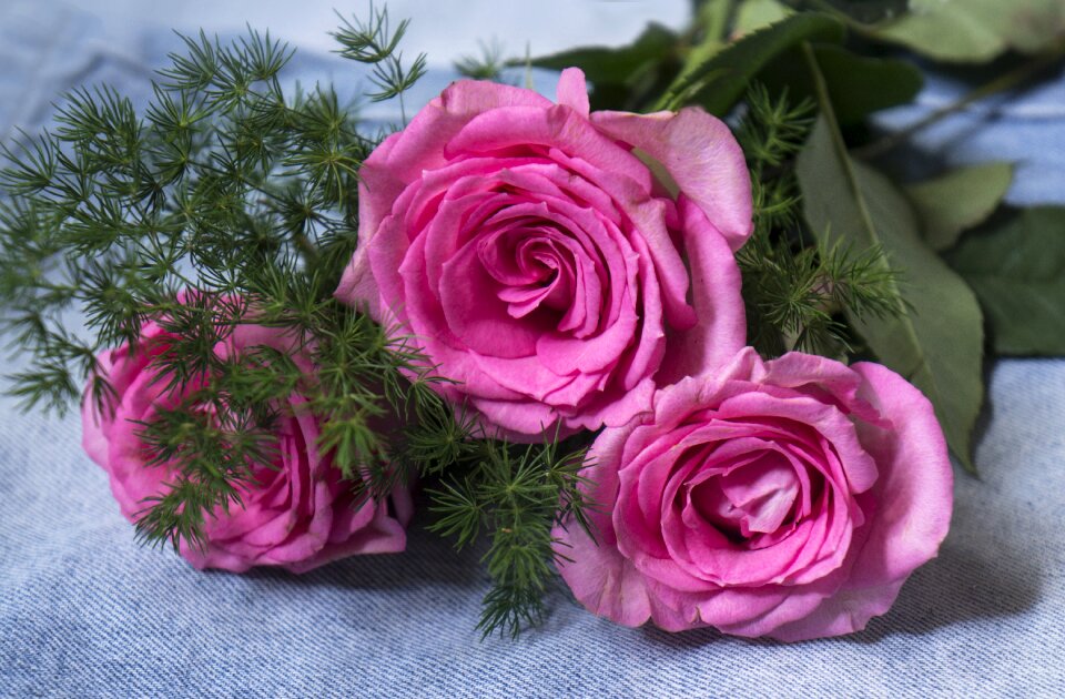 Natural roses Free photos