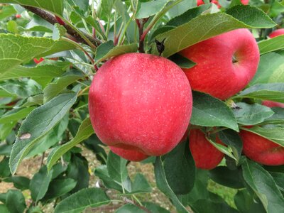 Green red fruit
