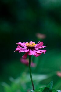 Fresh flowers wood decor bright