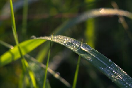 Green blade macro