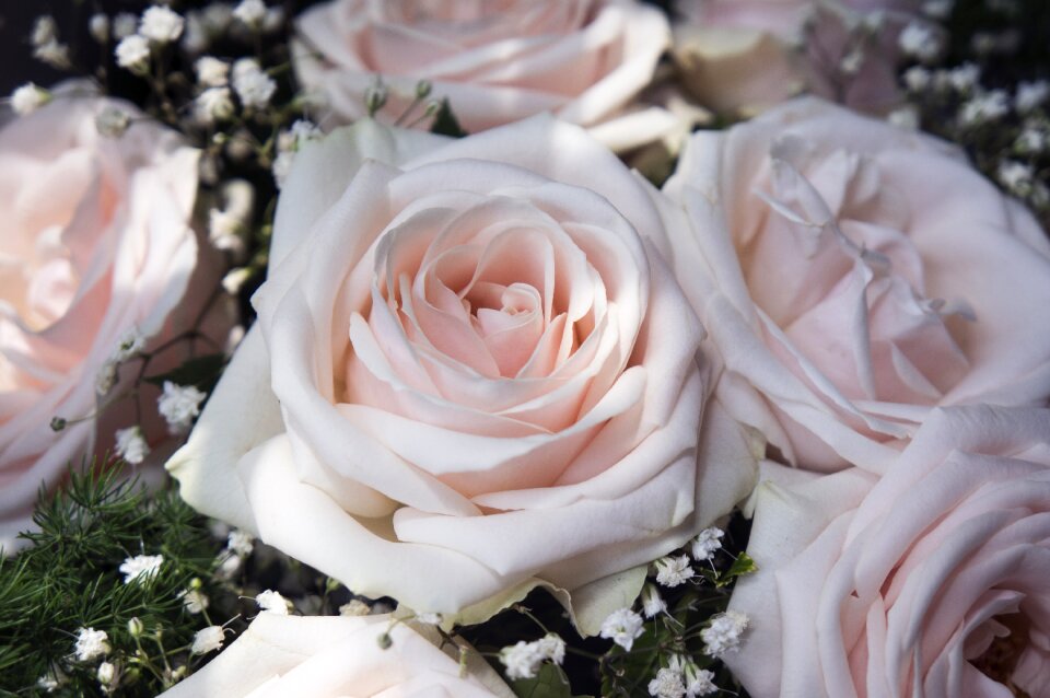 Natural roses Free photos