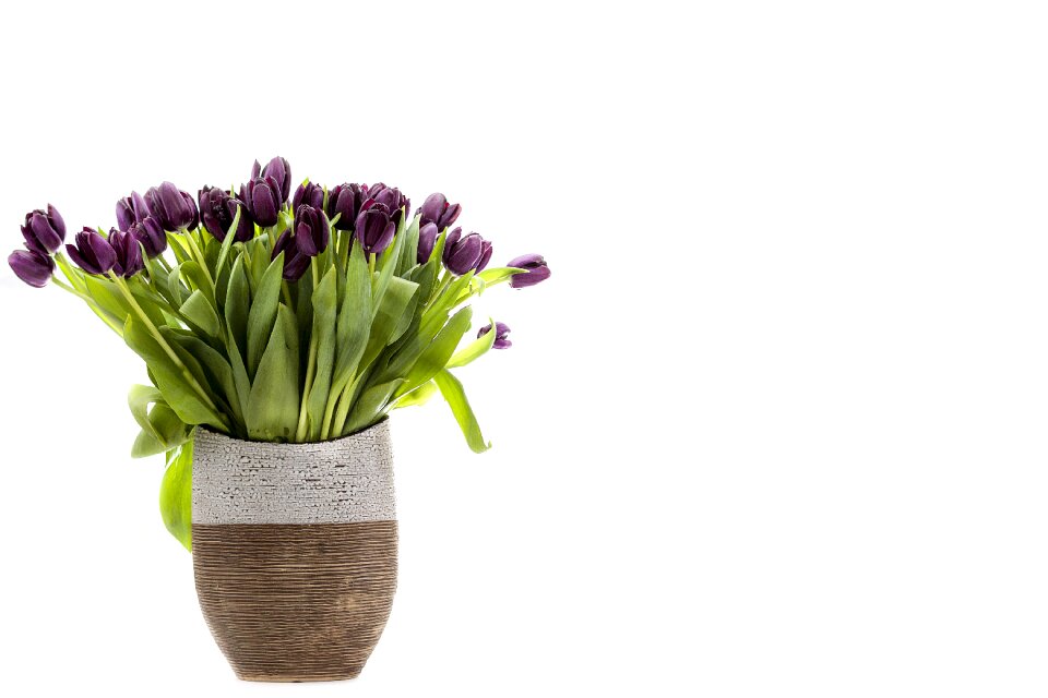 Clear easter violet