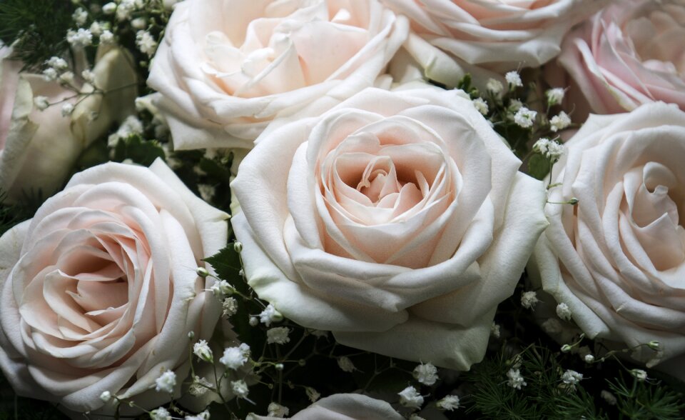 Natural roses Free photos