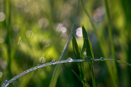 Green blade macro