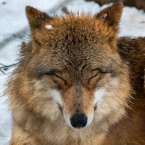 Dog wolf winter photo
