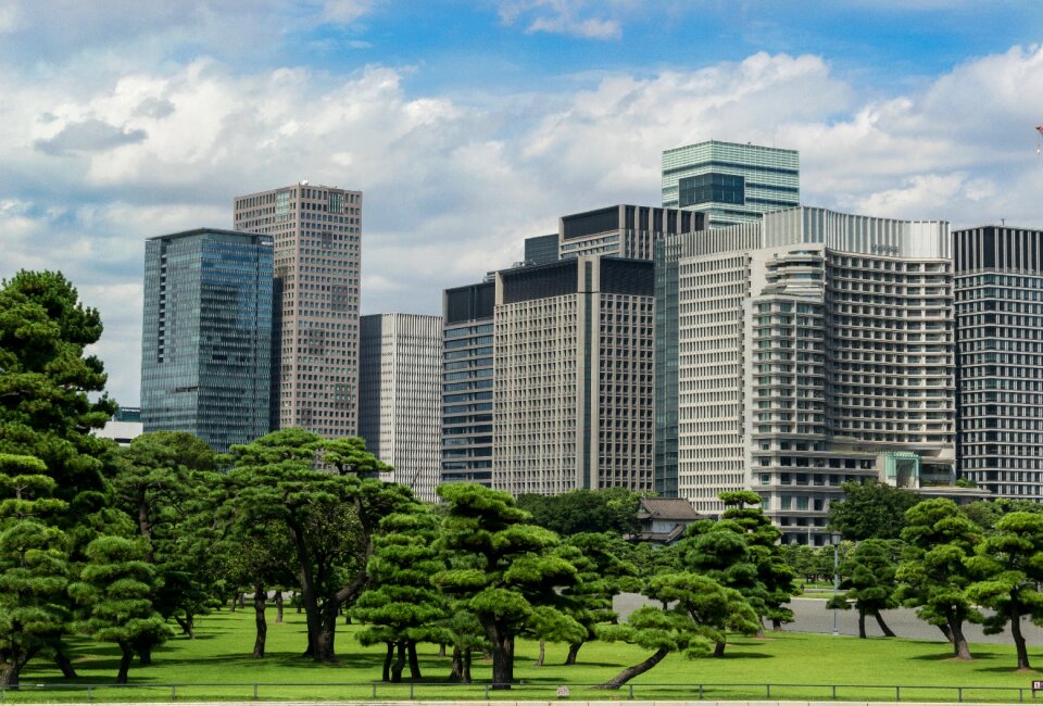 Black pine japan city