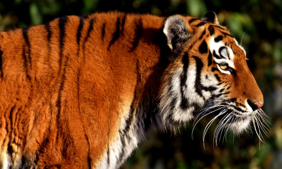 Beautiful dangerous big cat