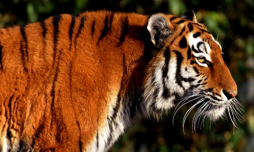 Beautiful dangerous big cat photo