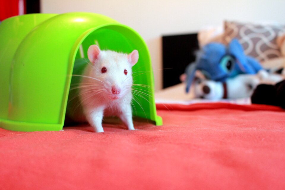 The white rat rat red-eye adult rat
