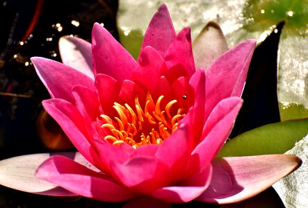 Teichplanze pond flower