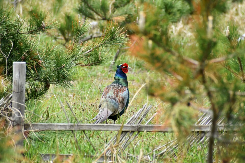 Wood bird wild birds