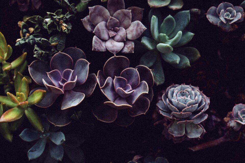 Garden plant nature