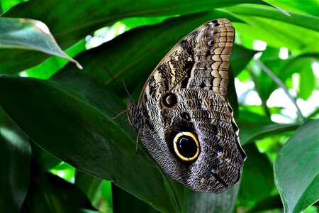 Natural moth leaves photo