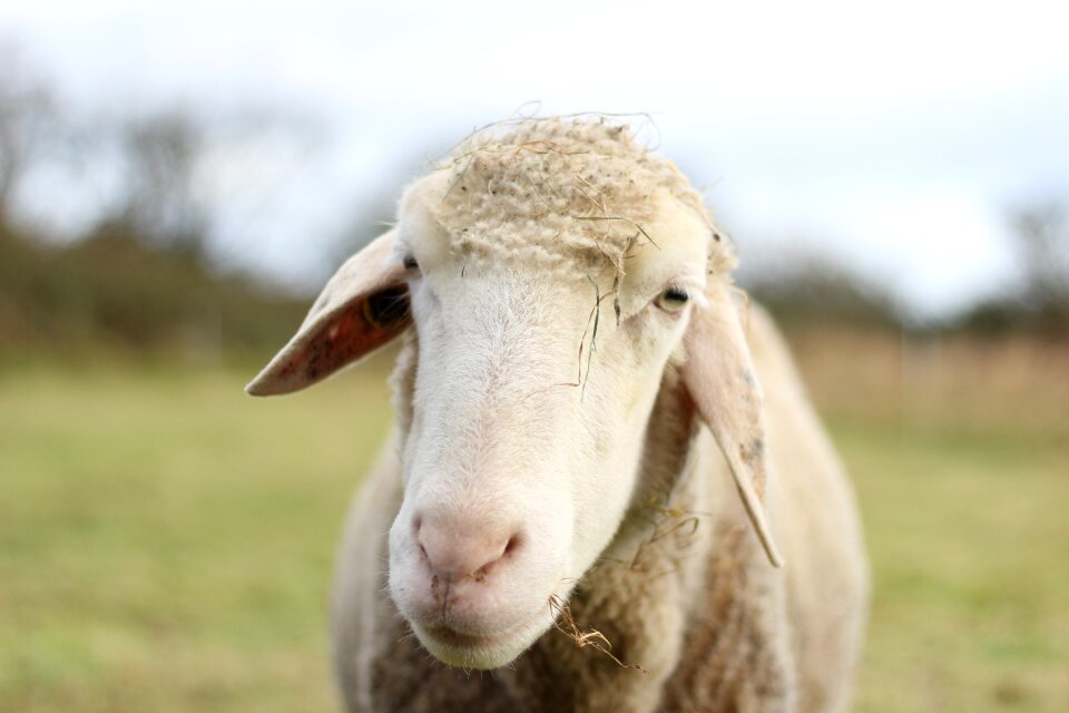 Livestock white pasture