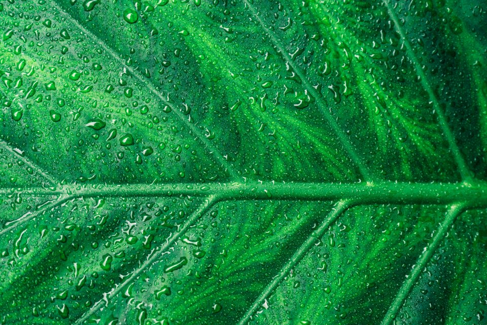 Garden water drops
