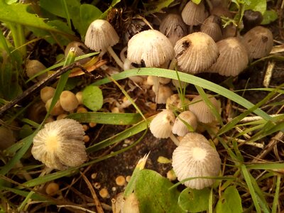 Light mushroom land cap