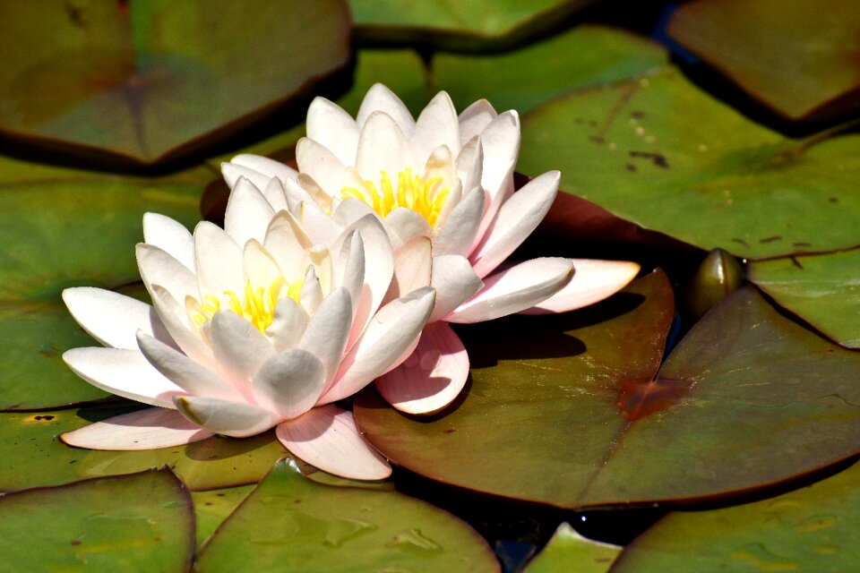 Teichplanze pond flower