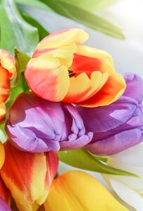 Color floral petal photo