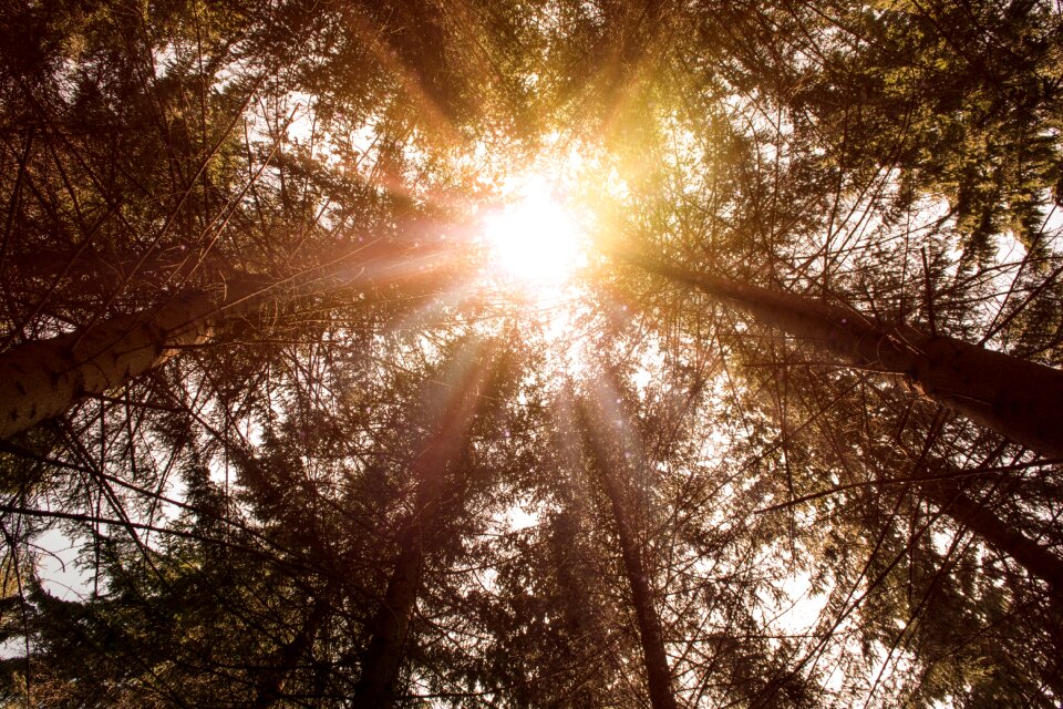 Bright forest sunlight