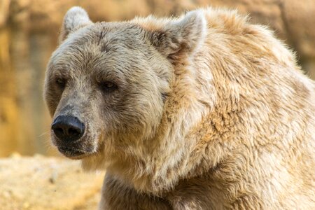 Animal brown wildlife photo