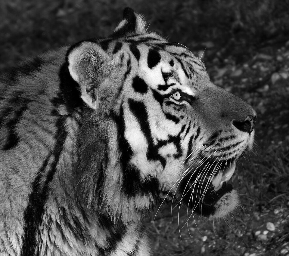 Beautiful dangerous big cat