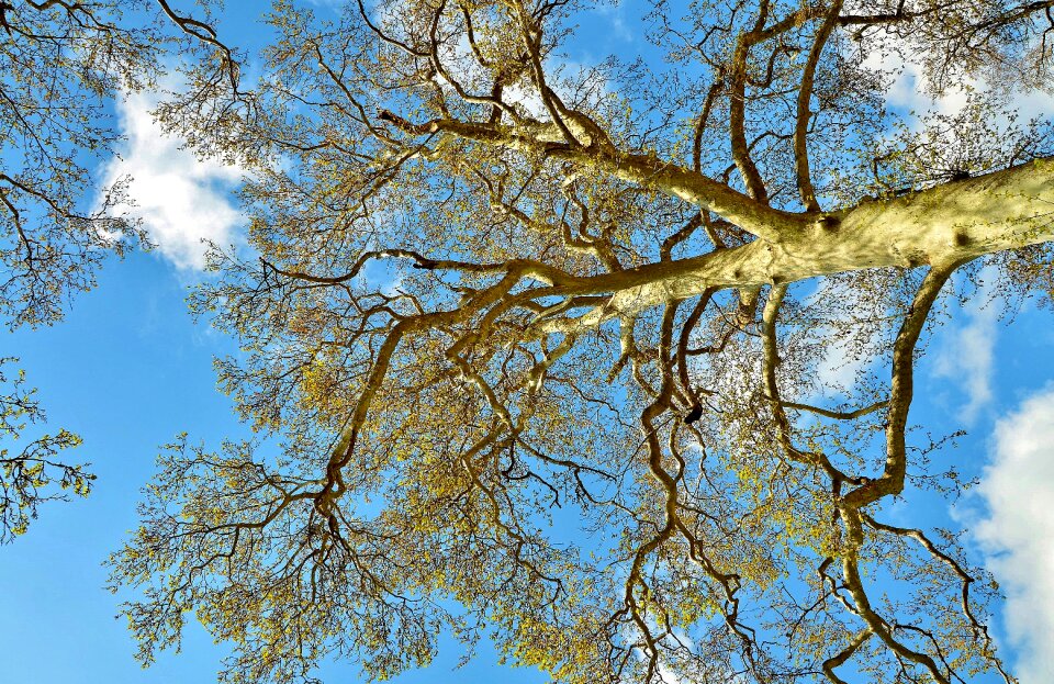 Forest park green