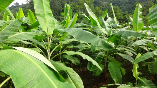 Banana garden nepali banana farm green banana