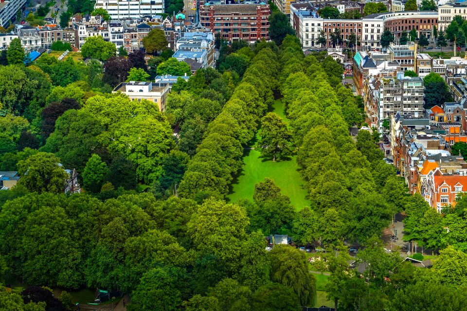 Tree grass cityscape