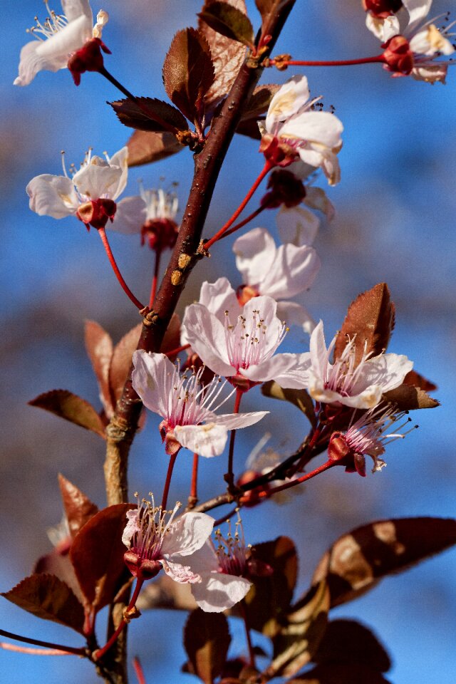Plum branch plum blossom