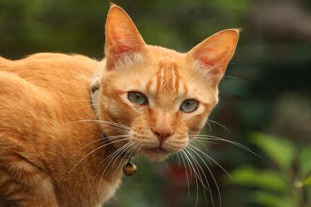 Portrait pet kitten photo