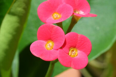Succulent flowers summer