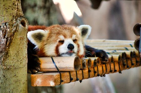Animal cute mammal