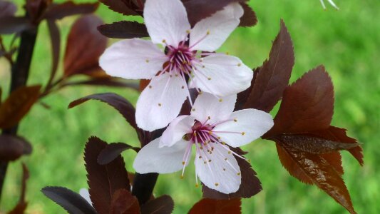 Flowers white leaves