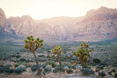 Desert mountain cactus photo