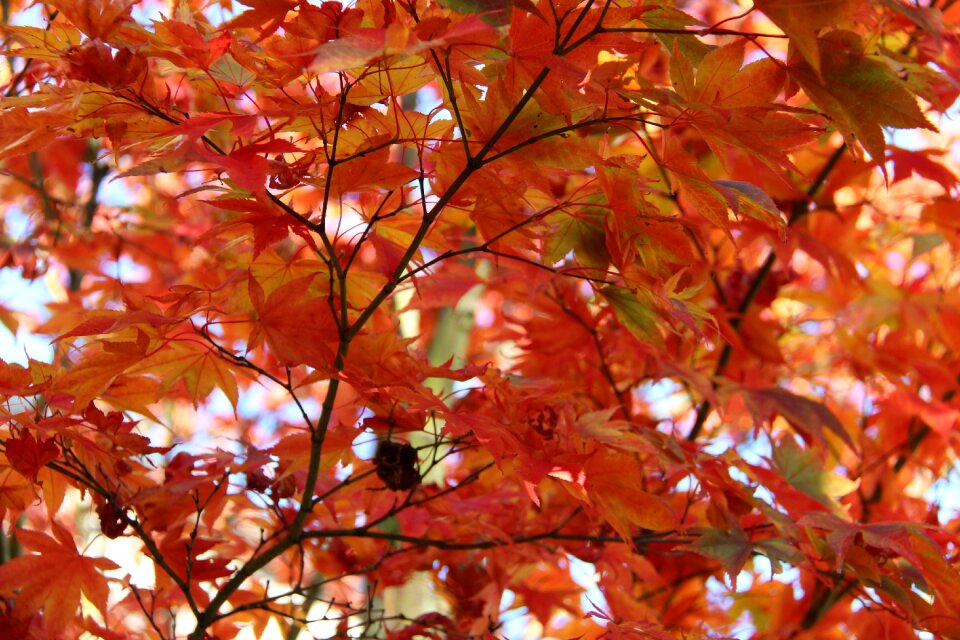 Season orange red